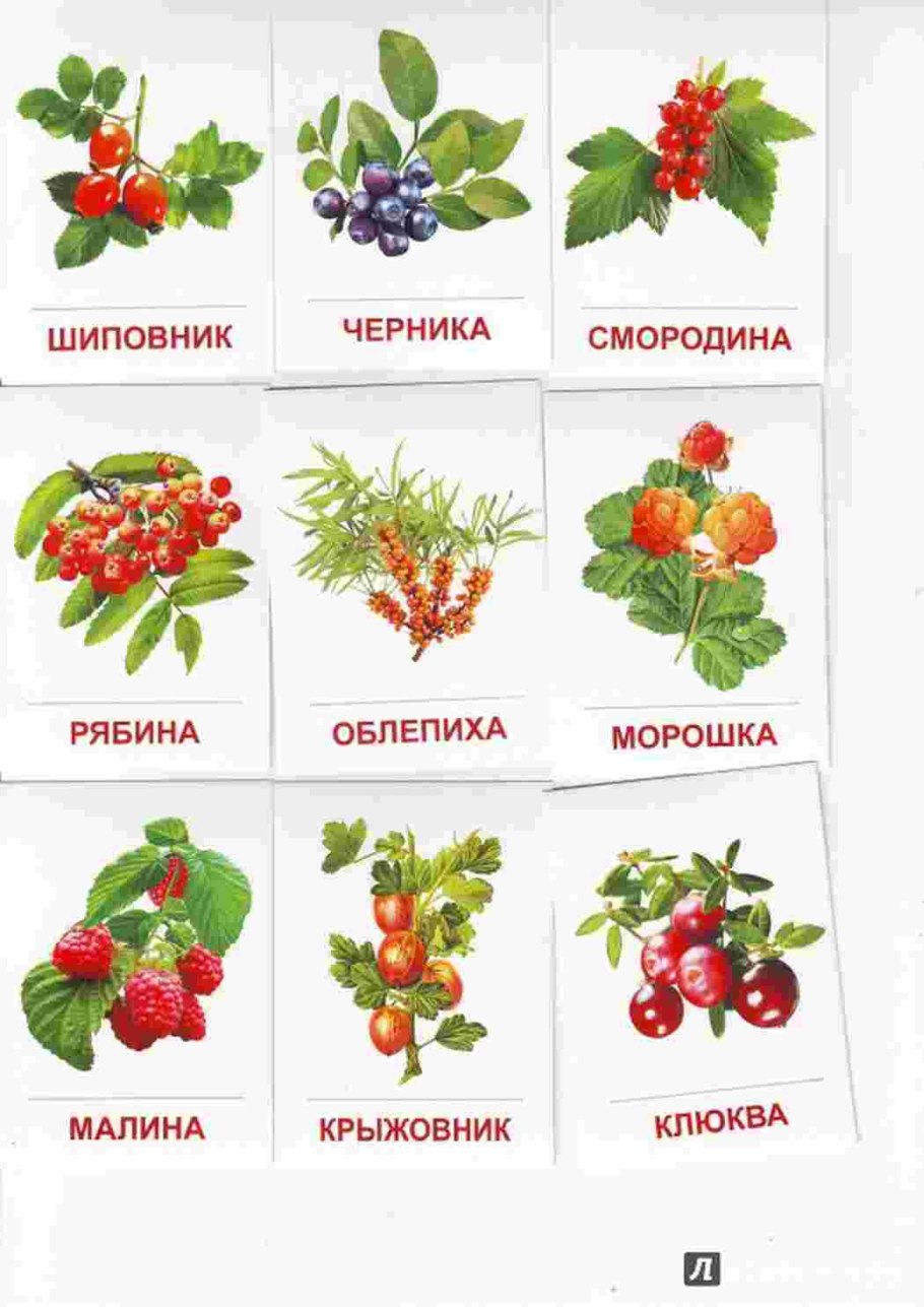 Ядовитые ягоды в лесу
