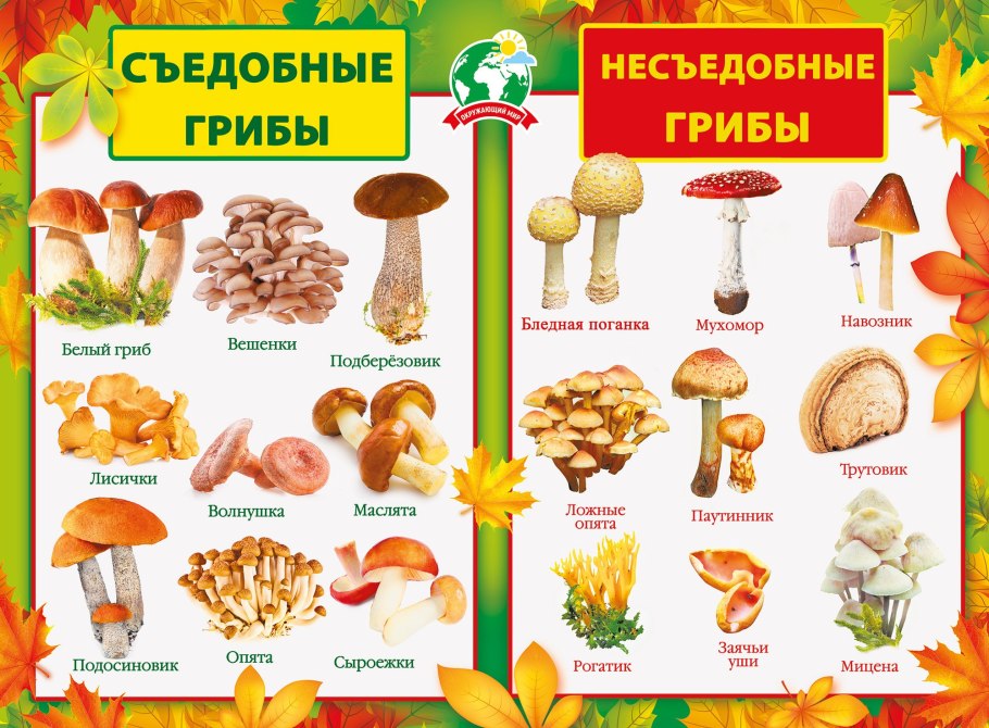 Съедобные ягоды для детей