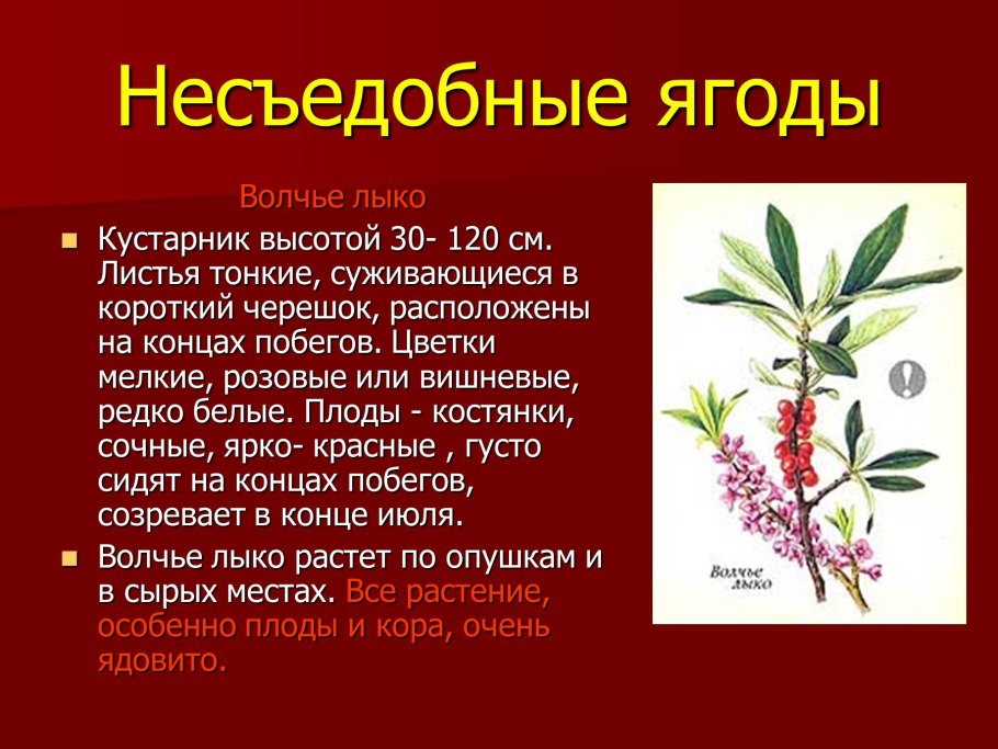 Волчье лыко ПМП