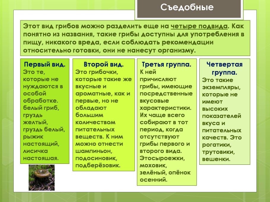 Грибы съедобные несъедобные и ядовитые