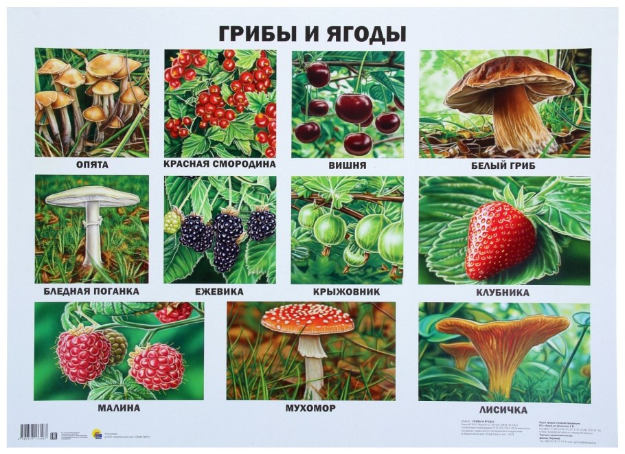 Лесные ядовитые ягоды Ленинградской области