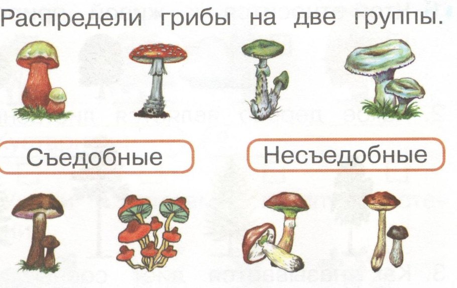 Ядовитые растения и грибы плакат