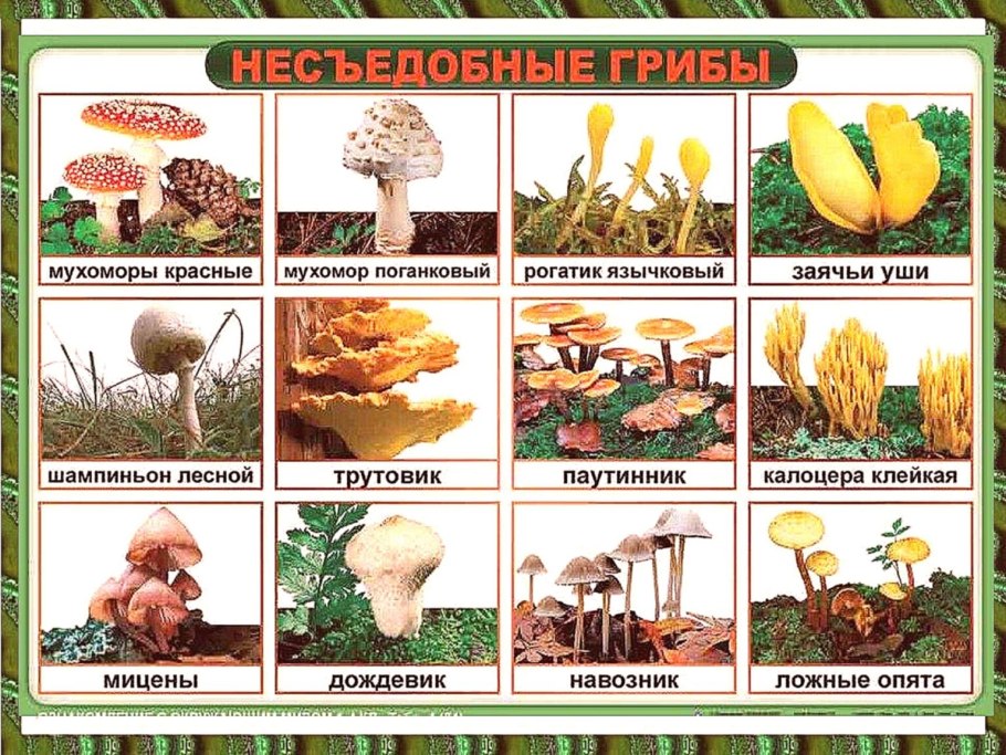 Ядовитые ягоды Бузина черная