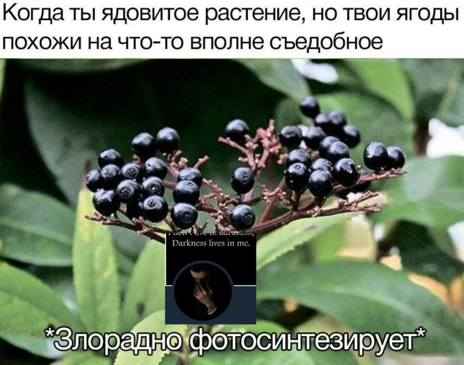 Грибы съедобные и несъедобные с названиями
