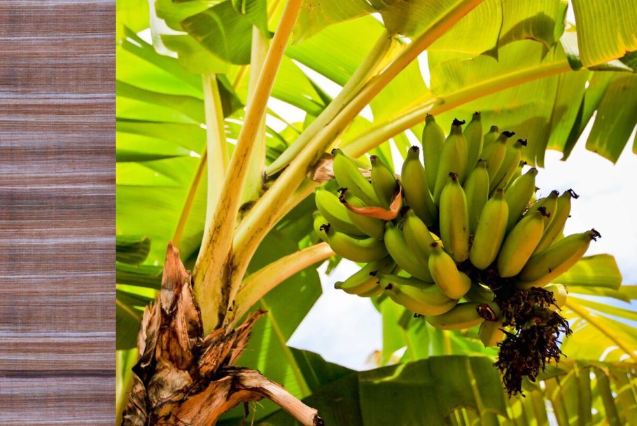 Бананы на Пальме