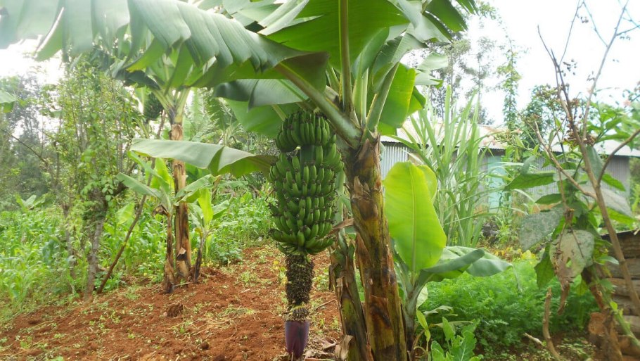 Банановая Пальма цветет