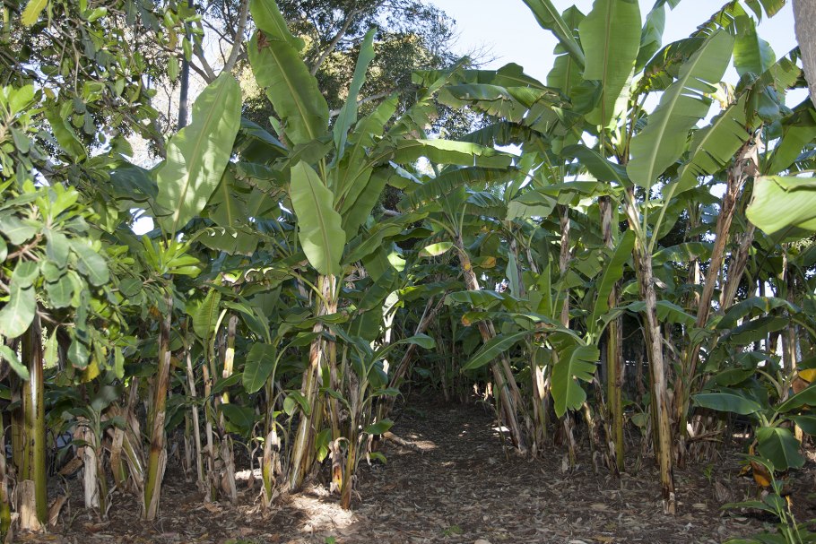 Банановое дерево