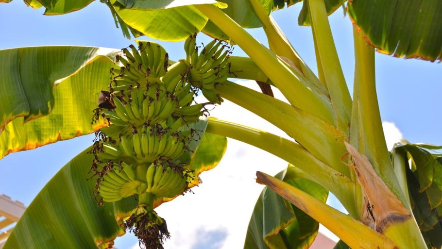 Банановое дерево для сада