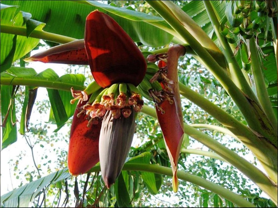 Бананы из Африки