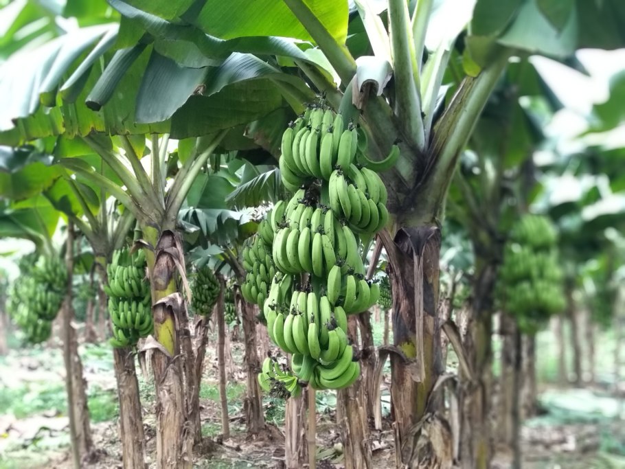 Банановая Пальма в Африке