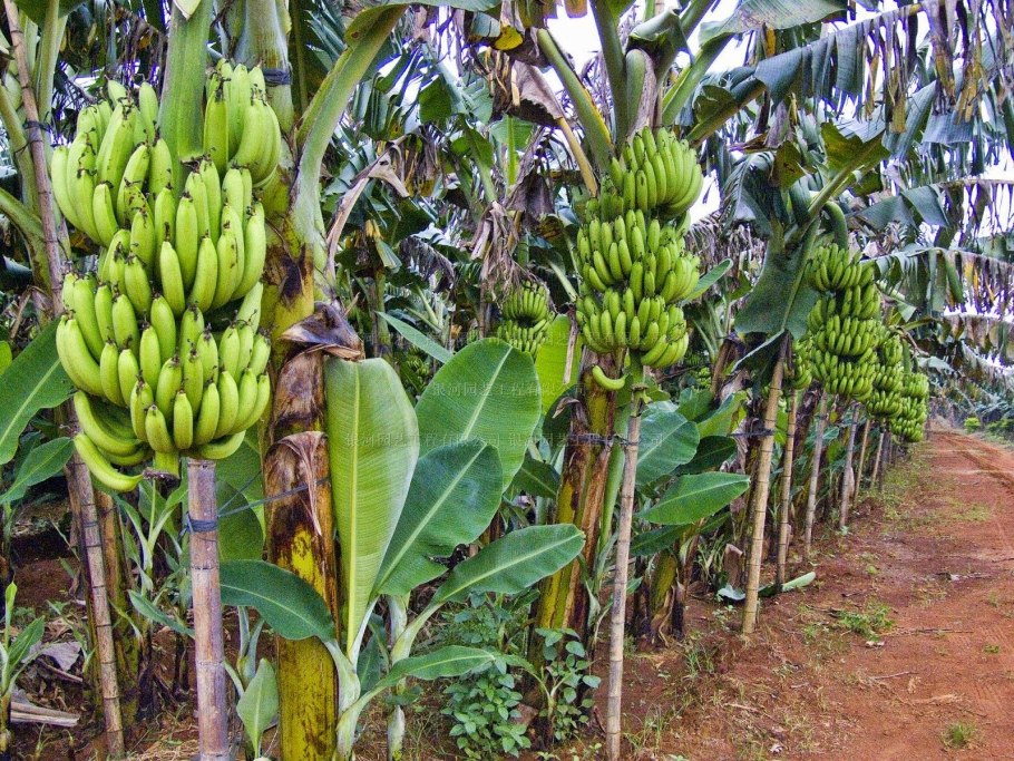 Банановые деревья в Африке