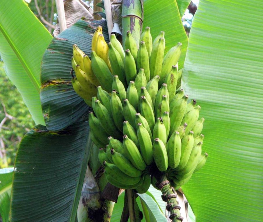 Бабан дерево