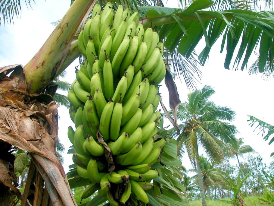 Бананы на Пальме