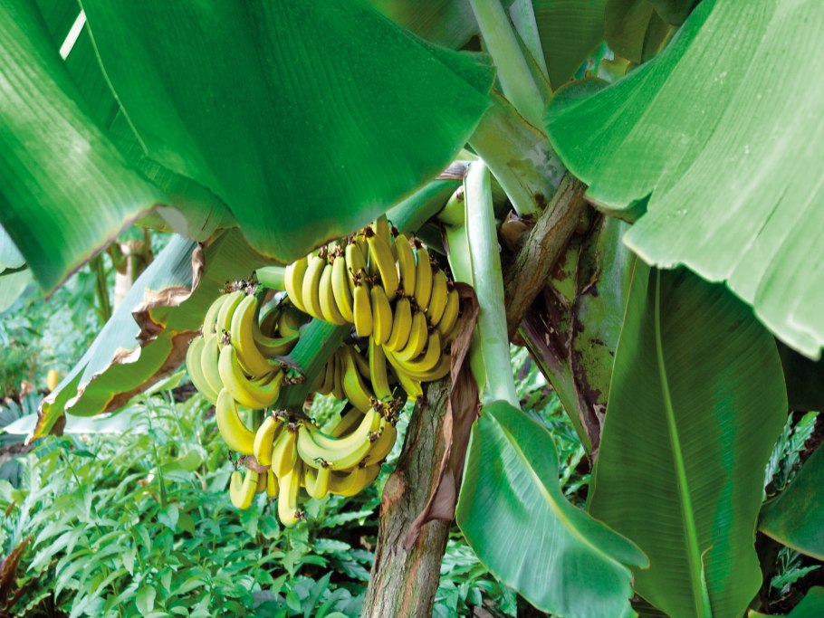 Xanthomonas банан