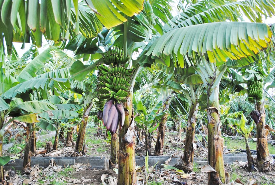 Банановые деревья в Африке
