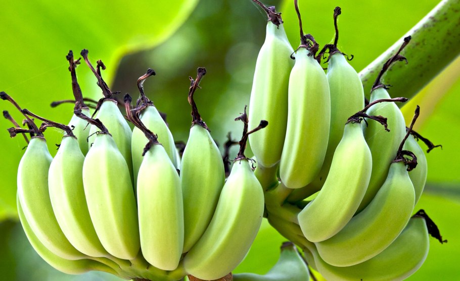 Мадагаскарские бананы
