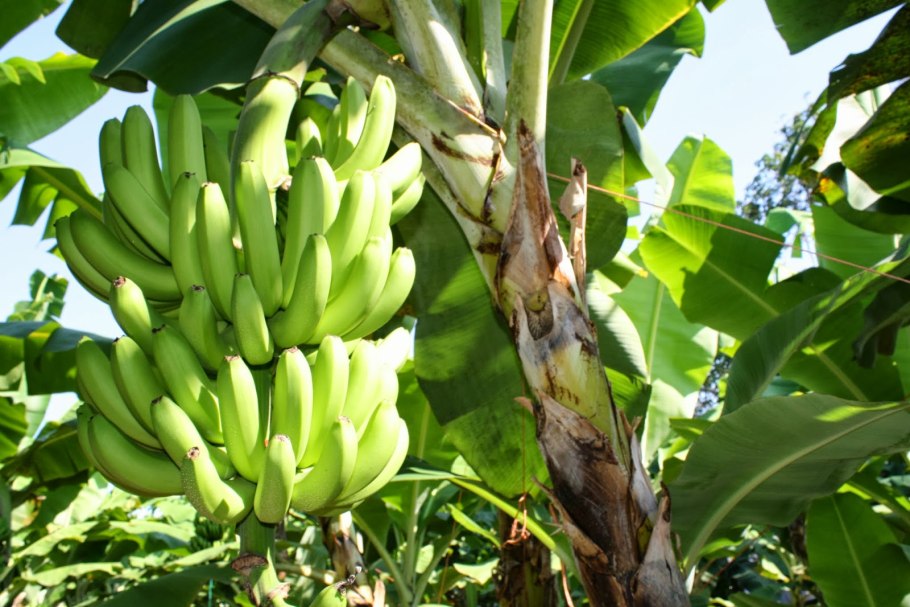 Банановая Пальма