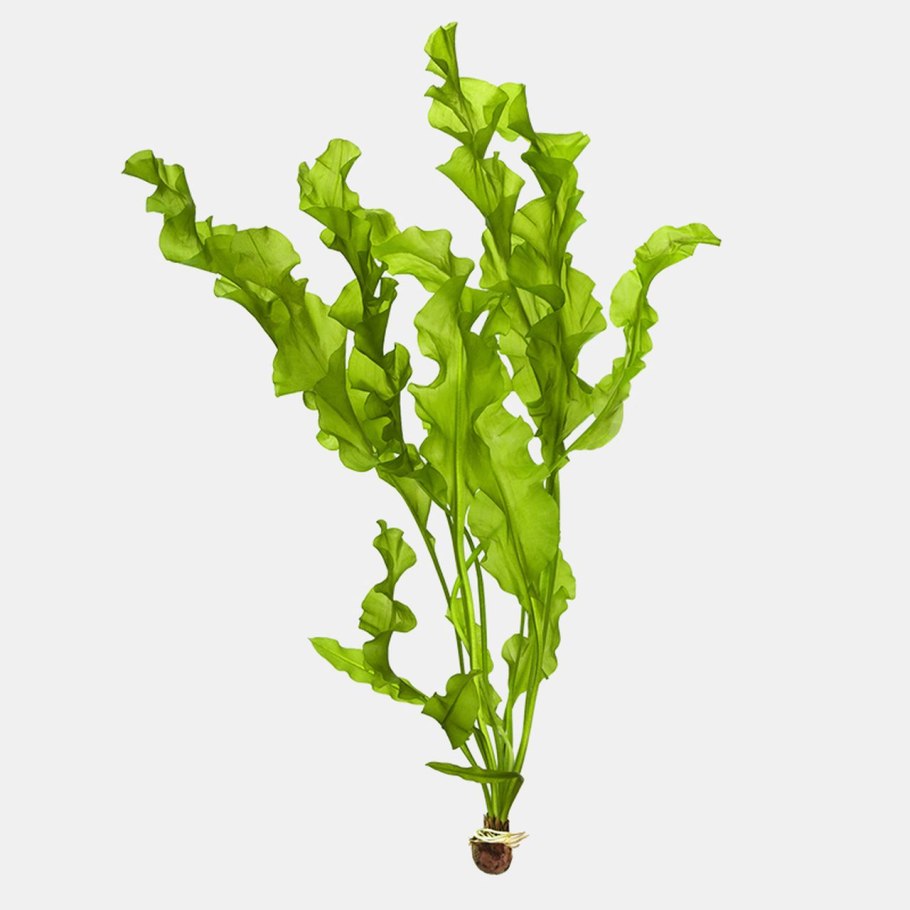 Апоногетон ульвацеус