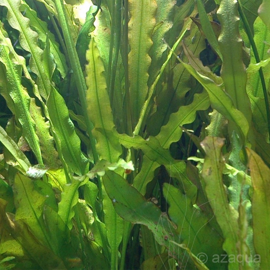 Апоногетон натанс