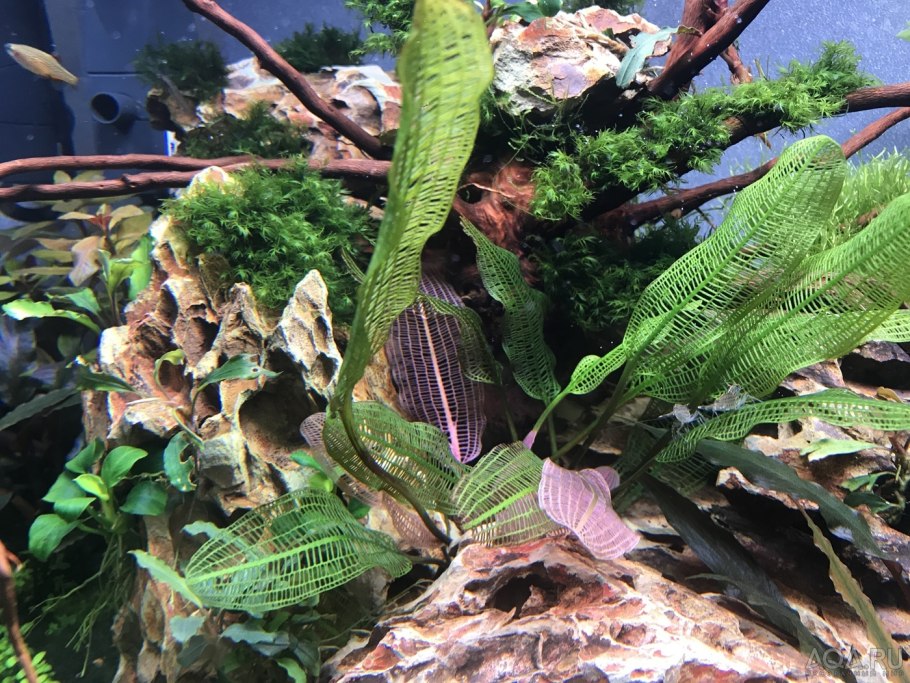 Апоногетон волнистый