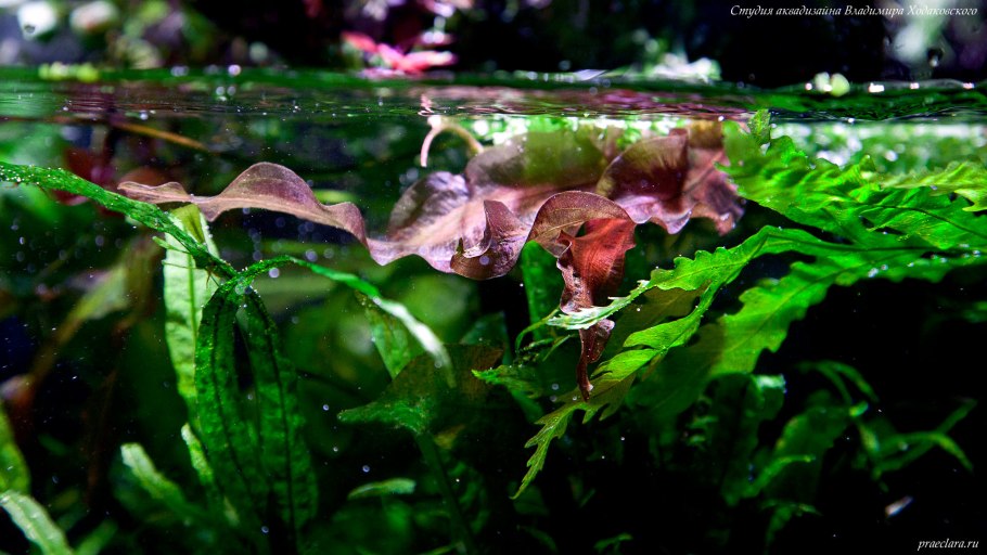 Эхинодорус амазонский (Echinodorus amazonicus)