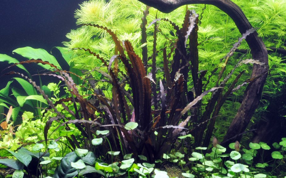 Апоногетон курчавый Криспус