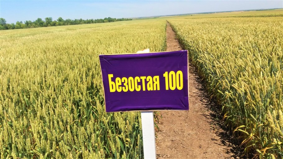 Безостая пшеница