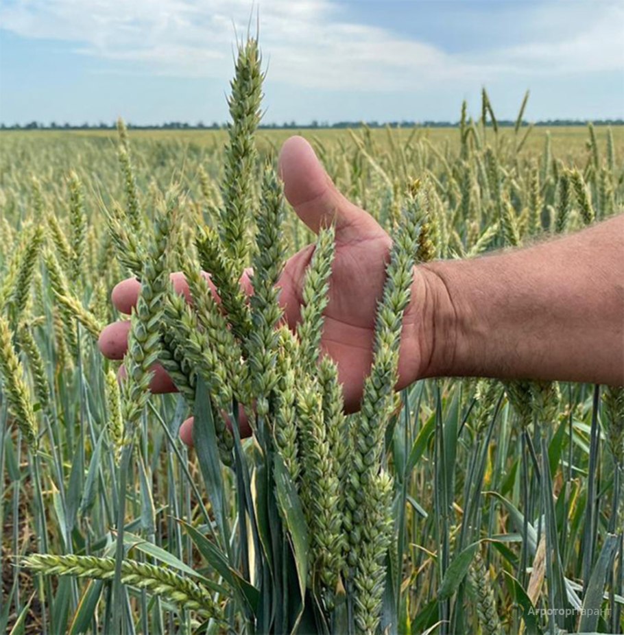 Сорт озимой пшеницы Безостая 100