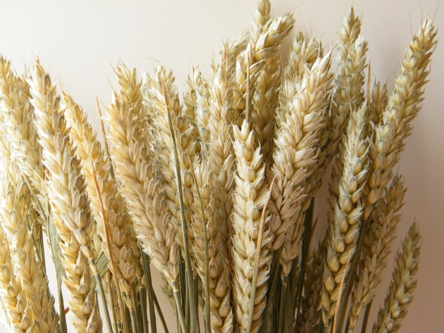 Саратовская 29 сорт пшеницы