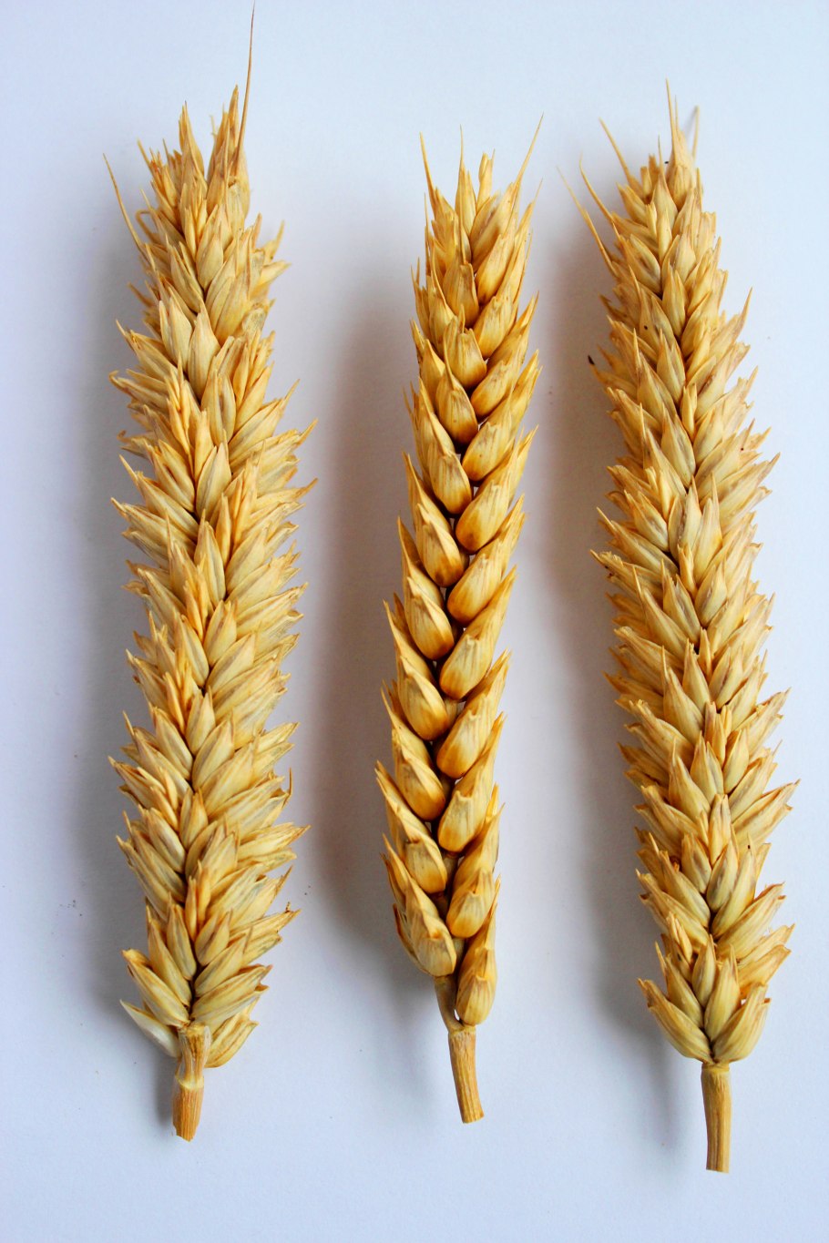 Озимая пшеница Госпаровская