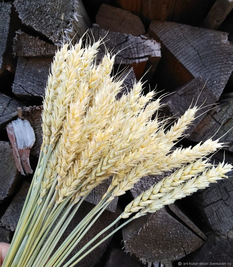 Озимая пшеница Джангаль