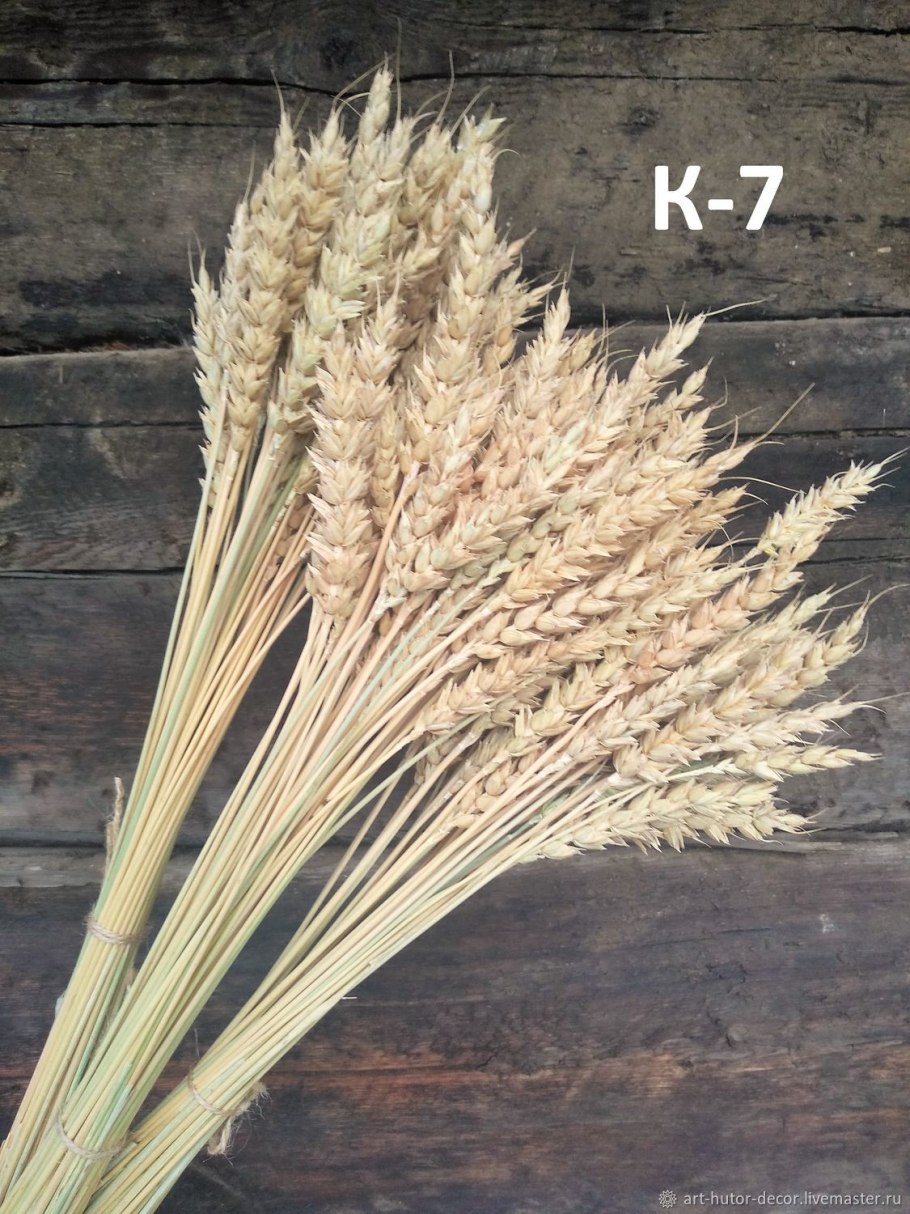 Озимая пшеница сорт скипетр