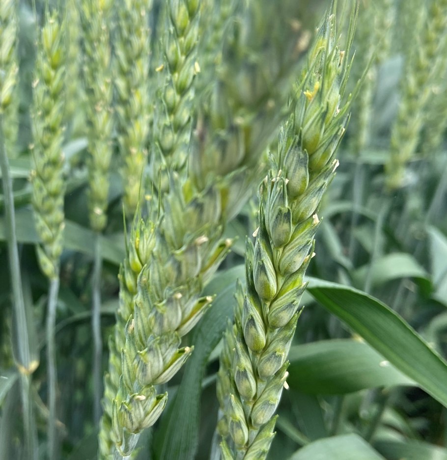 Донская Безостая озимая пшеница