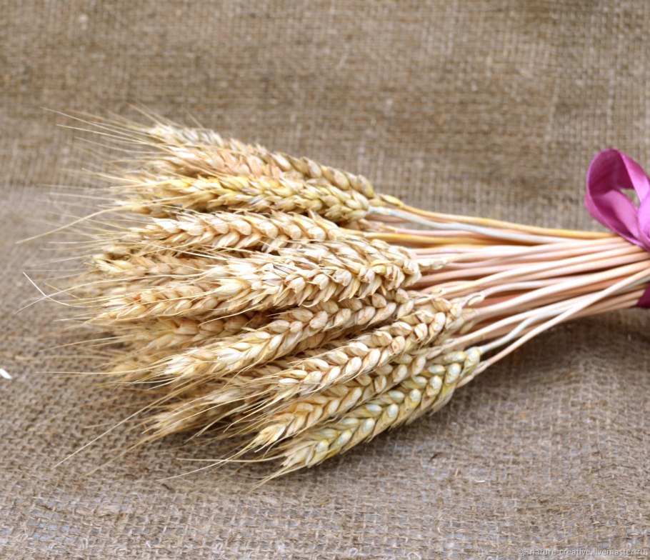 Семена озимой и Яровой пшеницы
