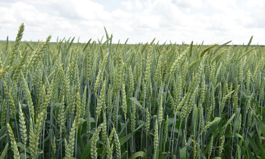 Безостая пшеница Колос