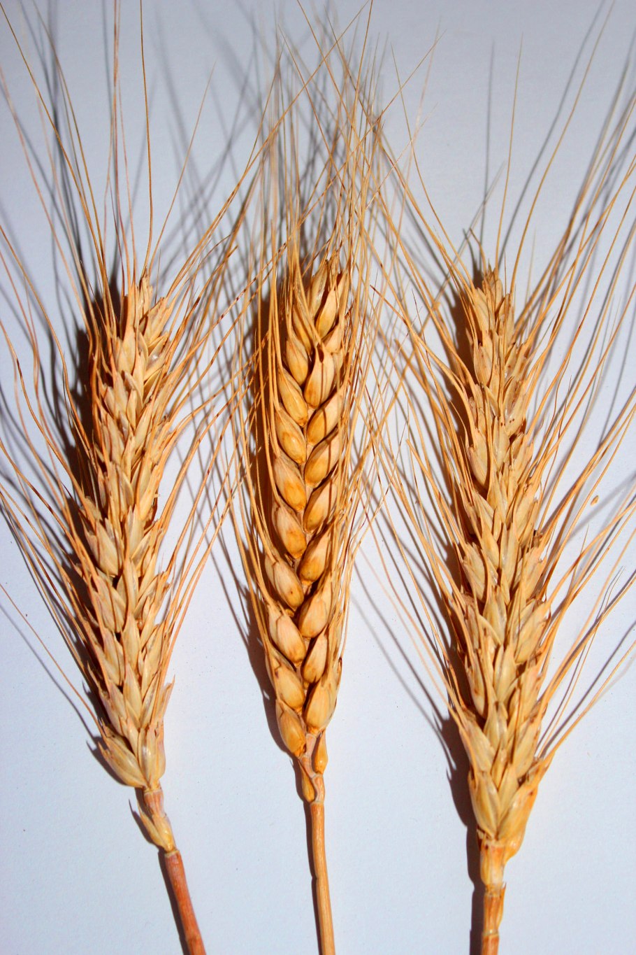 Сорт пшеницы гомер