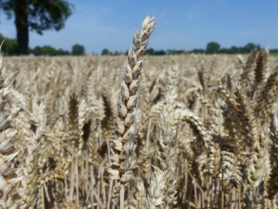 Саратовская 29 сорт пшеницы