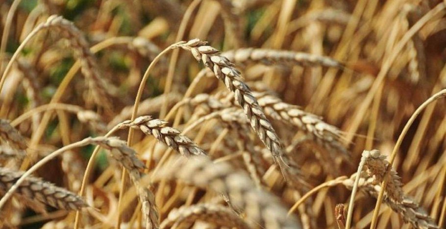 Сорт пшеницы Безостая 100