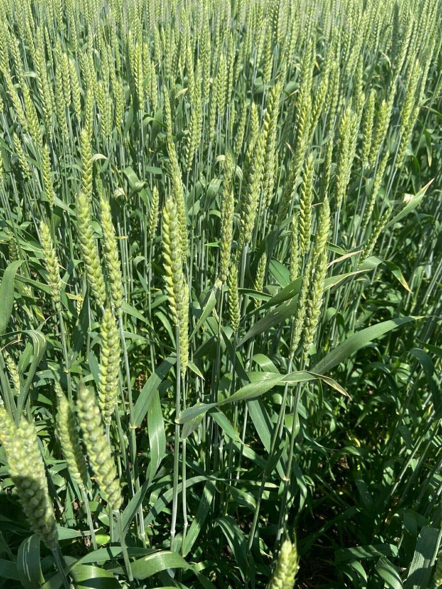 Озимая пшеница