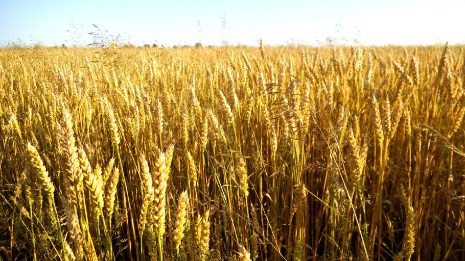 Пшеница леукурум