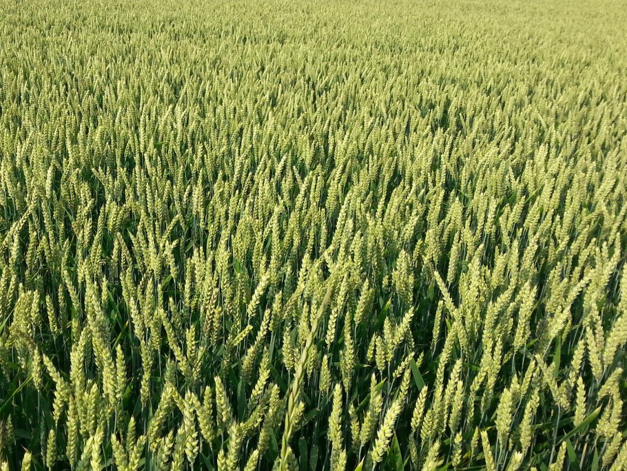 Донская Безостая озимая пшеница