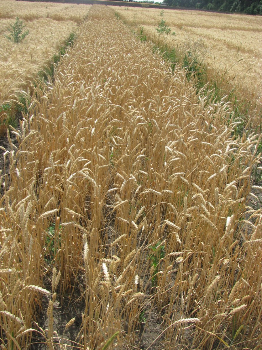 Сорт алексеич озимая пшеница