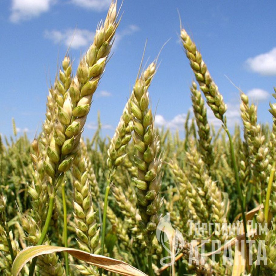 Собербаш озимая пшеница