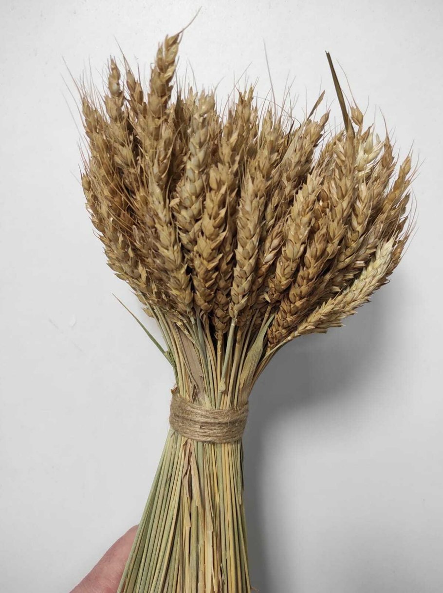 Пшеница сорт Еланчик