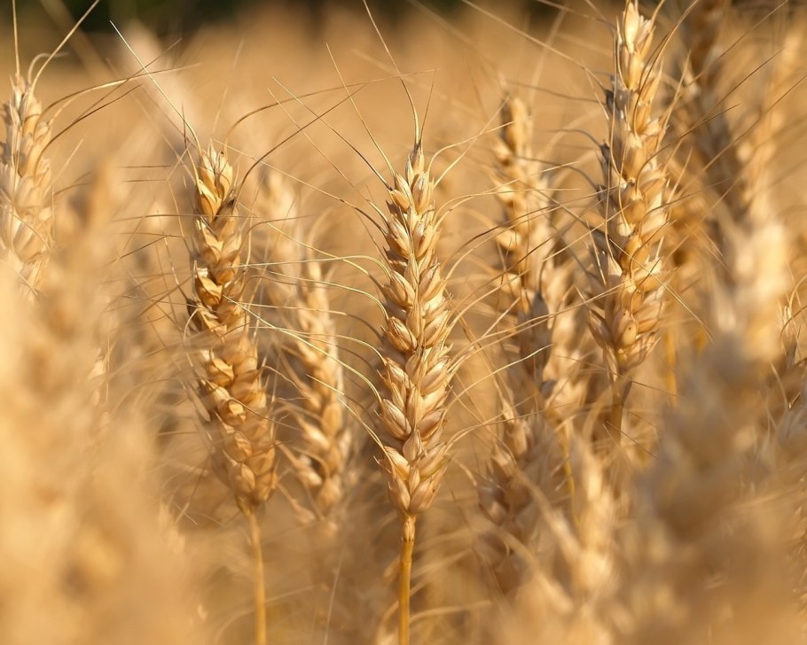 Triticum aestivum
