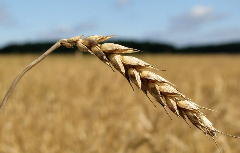 Пшеница Тимирязевка 150