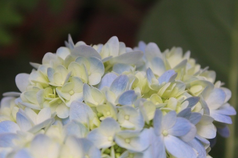 Гортензия метельчатая саммер лав