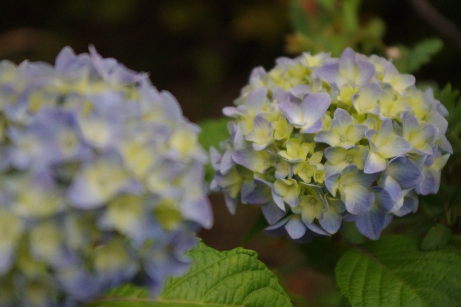 Гортензия метельчатая мега Перл