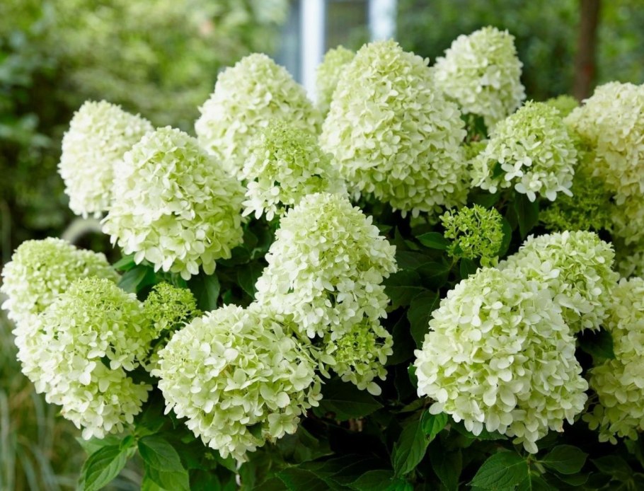 Гортензия дерен Хоста