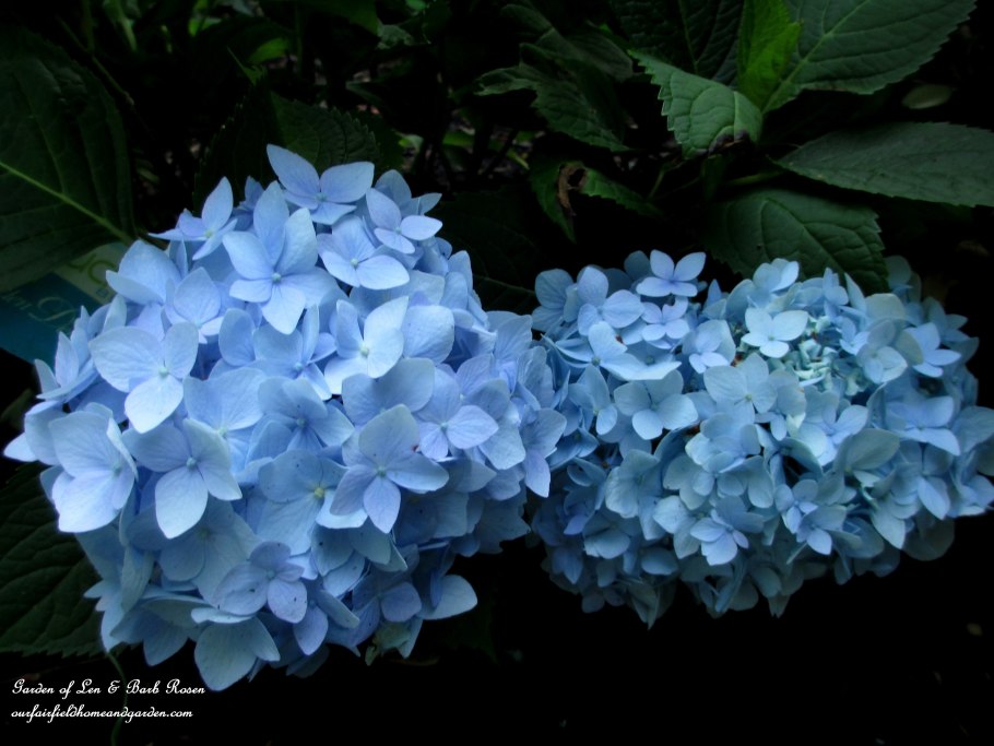 Гортензия метельчатая Перл де Отум